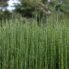 skrzyp-zimowy-wieloletnia-egzotyczna-roslina-na-taras-do-donic-1l