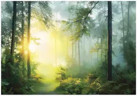 fototapeta-las-3d-drzewa-slonce-natura-na-sciane-sypialnia-salon-150x105