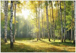 fototapeta-las-3d-drzewa-natura-zielony-na-sciane-sypialnia-salon-200x140