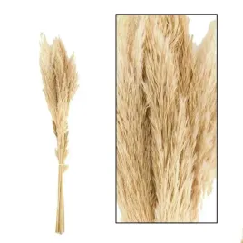 westwing-trawa-pampasowa-jaxx-kremowa-75-cm-6-szt-suszona-derby