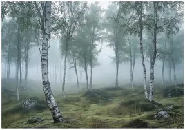 fototapeta-las-brzozowy-3d-natura-mgla-na-sciane-sypialnia-salon-250x175