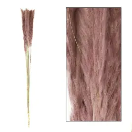 westwing-trawa-ozdobna-suszona-boho-bukiet-10-szt-pek-75cm-mace