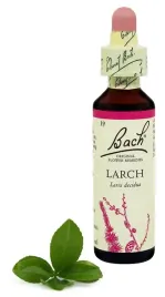 19-larch-modrzew-europejski-20-ml-nelson-bach