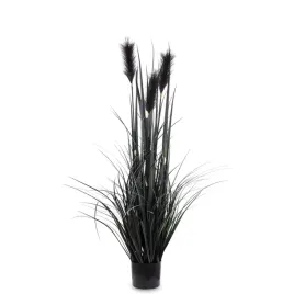 wysoka-czarna-trzcina-dekoracyjna-duza-trawa-pampasowa-w-doniczce-123-cm