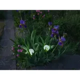 3x-lampa-solarna-kula-led-wbijana-do-ogrodu-30cm-lampki-solarne-zestaw-marka-xpart