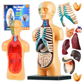cialo-czlowieka-model-anatomiczny-z-organami-zestaw-edukacyjny-dla-dzieci