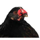 oslonki-na-dzioby-100-szt-waga-z-opakowaniem-0-1-kg