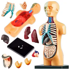 cialo-czlowieka-model-anatomiczny-narzady-czlowiek-zabawki-edukacyjne-6