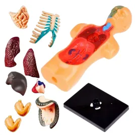 ciala-czlowieka-organy-9w1-model-anatomiczny-dla-dzieci-zestaw-edukacyjny
