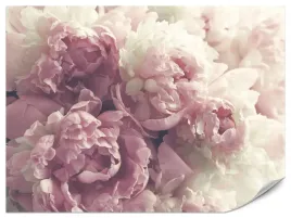 fototapeta-do-salonu-sypialni-piwonie-peonie-kwiaty-natura-boho-450x300