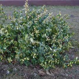 trzmielina-fortunea-sunspot-wolnorosnacy-zimozielony-krzew-2l