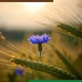 navigator-360-sl-1l-srodek-na-chwasty-do-rzepaku-na-chaber-komosa-dymnica-stan-nowy