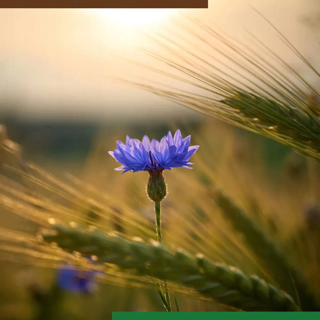 navigator-360-sl-1l-srodek-na-chwasty-do-rzepaku-na-chaber-komosa-dymnica