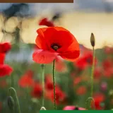 navigator-360-sl-1l-srodek-na-chwasty-do-rzepaku-na-chaber-komosa-dymnica-forma-plyn