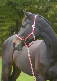 kantar-dla-konia-hippo-bordowy-bezowy-roz-2-cob-covalliero