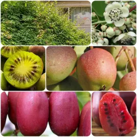 aktinidia-zestaw-n3-mini-kiwi-geneva-hardy-red-i-zapylacz-doniczka-2l