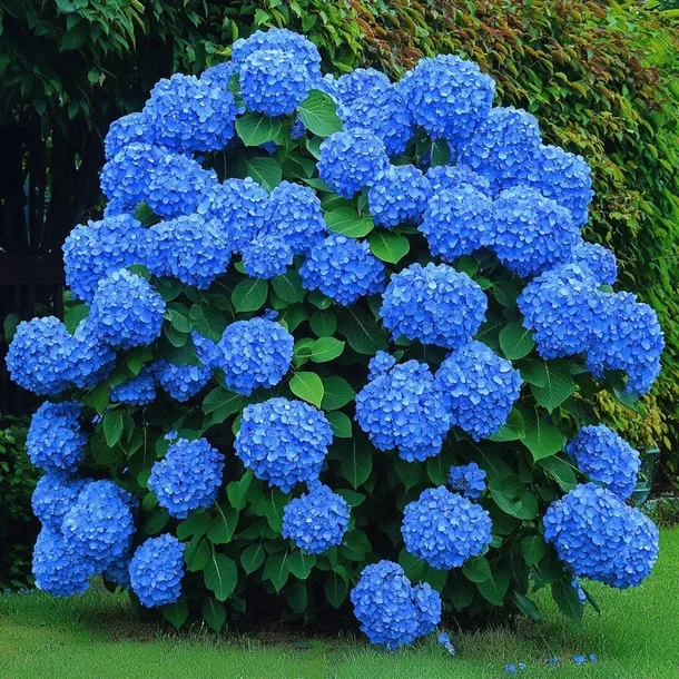 HORTENSJA NIEBIESKA Early Blue - Duże Kwiaty PIĘKNOŚĆ OGRODU SADZONKA
