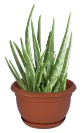 doniczka-okragla-z-podstawka-125x19cm-terakota-plastikowa