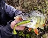 ripper-quantum-4-stret-ghost-11-cm-stan-nowy