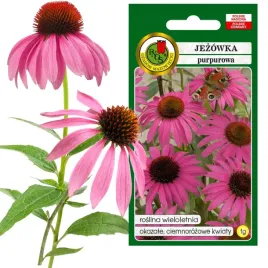 jezowka-purpurowa-duze-kwiaty-roslina-miododajna-nasiona-1g