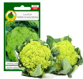 kalafior-verde-di-macerata-nasiona-bez-gmo