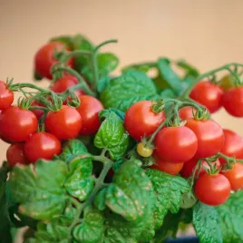 pomidor-koktajlowy-bajaja-plenny-wczesny-na-balkony-doniczki-do-750g-owocow