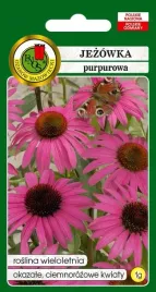 jezowka-purpurowa-duze-kwiaty-roslina-miododajna-nasiona-1g
