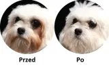 natures-protection-biale-psy-maltanczyk-15-kg-rodzaj-karmy-bezzbozowa