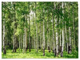 fototapeta-do-salonu-sypialni-las-brzozowy-natura-pejzaz-na-sciane-450x300