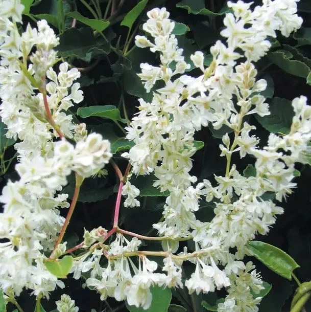 rdest-auberta-fallopia-rdestowka-auberta-2l-wysokosc-sadzonki-30-cm