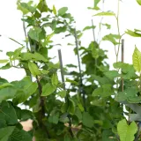 rdest-auberta-fallopia-rdestowka-auberta-2l-stan-opakowania-oryginalne