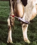 klamra-na-sciegna-akcesoria-pokrowiec