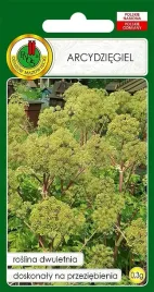 arcydziegiel-ziele-angielskie-nasiona-ziol-bez-gmo