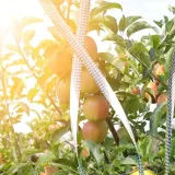 tasma-na-ptaki-2x-zastosowanie-przeciwko-ptakom