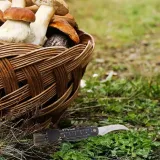 nozyk-do-grzybow-stalowy-stan-nowy