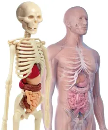 poznaj-budowe-czlowieka-model-do-zabawy-dla-dzieci-cialo-ludzkie-mini