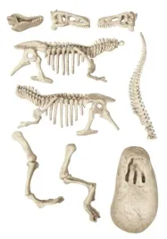 zostan-archeologiem-skamienialosci-dinozaurow-dla-dzieci-t-rex