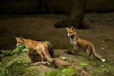 wabik-predator-lis-1503-typ-preparatu-inny