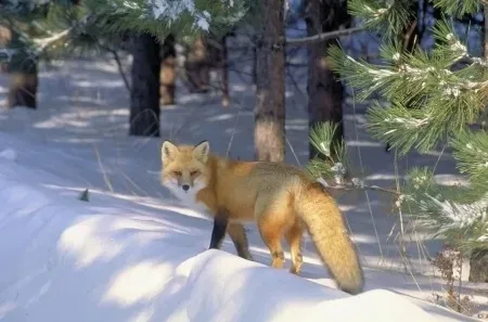 wabik-predator-lis-1503-kod-producenta-1503