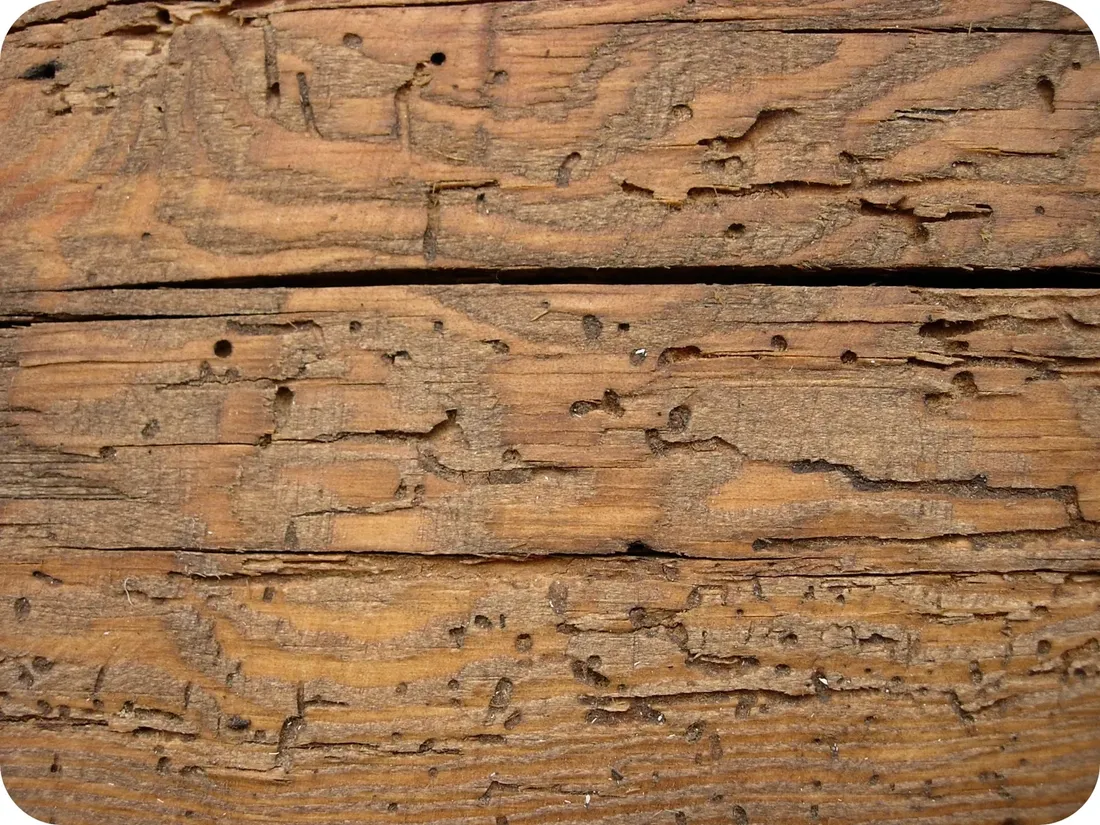 remmers-srodek-owadobojczytermitykolatek-075l