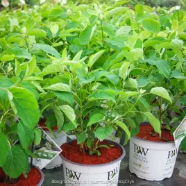 hortensja-strong-annabelle-proven-winners-c3-40cm-kwitnaca-abetwo-real-foto