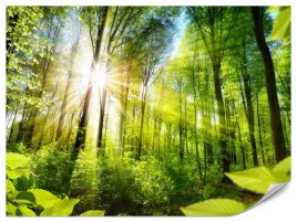fototapeta-do-salonu-sloneczny-las-natura-liscie-krajobraz-efekt-3d-450x300
