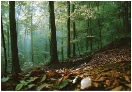fototapeta-las-3d-natura-drzewa-krajobraz-na-sciane-sypialnia-salon-350x250