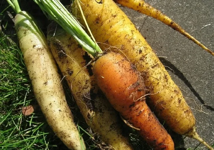 ziemia-uniwersalna-12-szt-x-65-l-do-kwiatow-warzyw-nawoz-paleta-kod-producenta-z65