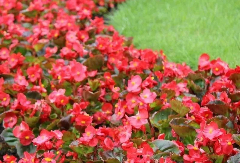 ziemia-uniwersalna-12-szt-x-65-l-do-kwiatow-warzyw-nawoz-paleta-stan-nowy