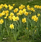 ziemia-uniwersalna-20-szt-x-65-l-do-kwiatow-warzyw-nawoz-paleta-pojemnosc-65-l