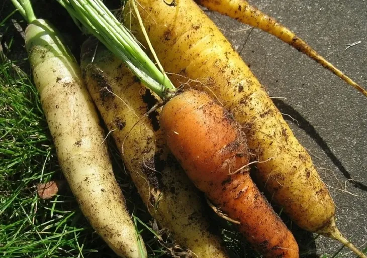 ziemia-uniwersalna-20-szt-x-65-l-do-kwiatow-warzyw-nawoz-paleta-stan-nowy-rodzaj-ziemia-uniwersalna