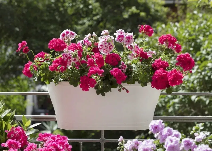 ziemia-do-pelargonii-i-surfinii-paleta-20x-balkon