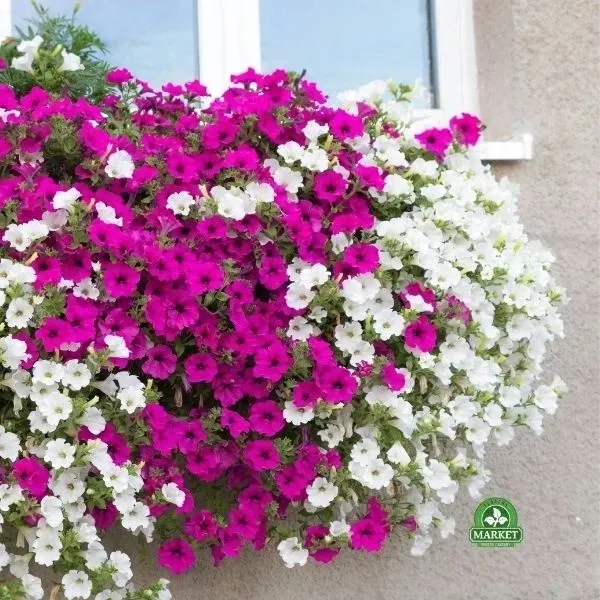 ziemia-do-pelargonii-i-surfinii-paleta-20x-balkon-stan-nowy