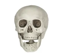 czaszka-szkieleta-plastikowa-z-ruchoma-szczeka-16-cm-halloweenowa-halloween